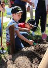 Des arbres offerts par le Rotary Club