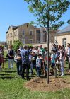 Des arbres offerts par le Rotary Club