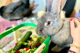 Médiation animale au sein des unités Adolits et Adosoins du CH La Chartreuse