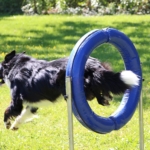 parcours d’agilité pour chiens (Amicale Dijonnaise des Sports Canins)