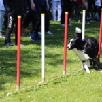 parcours d’agilité pour chiens (Amicale Dijonnaise des Sports Canins)