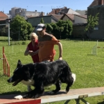 parcours d’agilité pour chiens (Amicale Dijonnaise des Sports Canins)