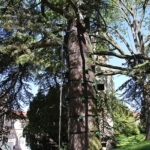L’ascension du conifère