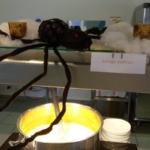 Halloween au self du CHLC Halloween au self du CHLC