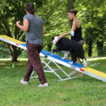 Médiation animale : démonstration Agility au CHLC