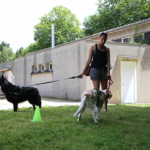Médiation animale : démonstration Agility au CHLC
