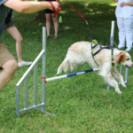 Médiation animale : démonstration Agility au CHLC