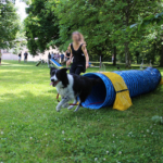 Médiation animale : démonstration Agility au CHLC