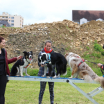 Médiation canine - 8e édition des Olympiades au CHLC
