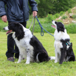Médiation canine - 8e édition des Olympiades au CHLC