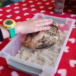 médiation animale financé par l'association au bénéfice d'enfants suivis au sein de l'unité petit pas du CHLC médiation animale financé par l'association au bénéfice d'enfants suivis au sein de l'unité petit pas du CHLC