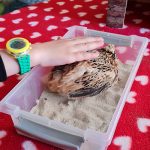 médiation animale financé par l'association au bénéfice d'enfants suivis au sein de l'unité petit pas du CHLC médiation animale financé par l'association au bénéfice d'enfants suivis au sein de l'unité petit pas du CHLC