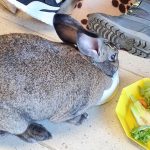 médiation animale financé par l'association au bénéfice d'enfants suivis au sein de l'unité petit pas du CHLC médiation animale financé par l'association au bénéfice d'enfants suivis au sein de l'unité petit pas du CHLC