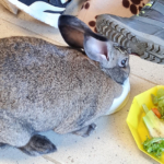 médiation animale financé par l'association au bénéfice d'enfants suivis au sein de l'unité petit pas du CHLC médiation animale financé par l'association au bénéfice d'enfants suivis au sein de l'unité petit pas du CHLC