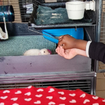 médiation animale financé par l'association au bénéfice d'enfants suivis au sein de l'unité petit pas du CHLC médiation animale financé par l'association au bénéfice d'enfants suivis au sein de l'unité petit pas du CHLC