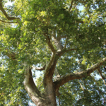 Il abrite 800 arbres de 200 variétés différentes, ainsi que 500 espèces d’arbustes. Il abrite 800 arbres de 200 variétés différentes, ainsi que 500 espèces d’arbustes.