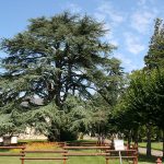 Le parc du CH La Chartreuse est un lieu unique, avec des arbres centenaires majestueux et une biodiversité préservée. Le parc du CH La Chartreuse est un lieu unique, avec des arbres centenaires majestueux et une biodiversité préservée.