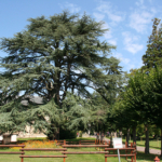 Le parc du CH La Chartreuse est un lieu unique, avec des arbres centenaires majestueux et une biodiversité préservée. Le parc du CH La Chartreuse est un lieu unique, avec des arbres centenaires majestueux et une biodiversité préservée.