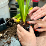 Rencontres intergénérationnelles entre le collège Henry Dunant et l’EHPAD Les Vergers du CH La Chartreuse Rencontres intergénérationnelles entre le collège Henry Dunant et l’EHPAD Les Vergers du CH La Chartreuse