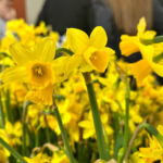 Rencontres intergénérationnelles entre le collège Henry Dunant et l’EHPAD Les Vergers du CH La Chartreuse Rencontres intergénérationnelles entre le collège Henry Dunant et l’EHPAD Les Vergers du CH La Chartreuse
