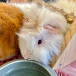 Médiation animale grâce au soutien de la Fondation Adrienne et Pierre Sommer, en partenariat avec la Fluffy Compagnie au sein des unités Adolits et Adosoins du CH La Chartreuse Médiation animale au sein des unités Adolits et Adosoins du CH La Chartreuse