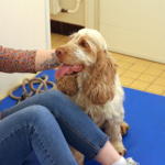 Médiation animale grâce au soutien de la Fondation Adrienne et Pierre Sommer, en partenariat avec la Fluffy Compagnie au sein des unités Adolits et Adosoins du CH La Chartreuse Médiation animale au sein des unités Adolits et Adosoins du CH La Chartreuse