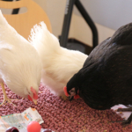 Médiation animale grâce au soutien de la Fondation Adrienne et Pierre Sommer, en partenariat avec la Fluffy Compagnie au sein des unités Adolits et Adosoins du CH La Chartreuse Médiation animale au sein des unités Adolits et Adosoins du CH La Chartreuse