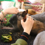 Médiation animale grâce au soutien de la Fondation Adrienne et Pierre Sommer, en partenariat avec la Fluffy Compagnie au sein des unités Adolits et Adosoins du CH La Chartreuse Médiation animale au sein des unités Adolits et Adosoins du CH La Chartreuse