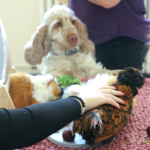 Médiation animale grâce au soutien de la Fondation Adrienne et Pierre Sommer, en partenariat avec la Fluffy Compagnie au sein des unités Adolits et Adosoins du CH La Chartreuse Médiation animale au sein des unités Adolits et Adosoins du CH La Chartreuse
