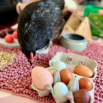 Médiation animale grâce au soutien de la Fondation Adrienne et Pierre Sommer, en partenariat avec la Fluffy Compagnie au sein des unités Adolits et Adosoins du CH La Chartreuse Médiation animale au sein des unités Adolits et Adosoins du CH La Chartreuse