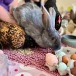 Médiation animale grâce au soutien de la Fondation Adrienne et Pierre Sommer, en partenariat avec la Fluffy Compagnie au sein des unités Adolits et Adosoins du CH La Chartreuse Médiation animale au sein des unités Adolits et Adosoins du CH La Chartreuse