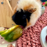 Médiation animale grâce au soutien de la Fondation Adrienne et Pierre Sommer, en partenariat avec la Fluffy Compagnie au sein des unités Adolits et Adosoins du CH La Chartreuse Médiation animale au sein des unités Adolits et Adosoins du CH La Chartreuse