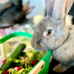 Médiation animale grâce au soutien de la Fondation Adrienne et Pierre Sommer, en partenariat avec la Fluffy Compagnie au sein des unités Adolits et Adosoins du CH La Chartreuse Médiation animale au sein des unités Adolits et Adosoins du CH La Chartreuse