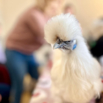 Médiation animale grâce au soutien de la Fondation Adrienne et Pierre Sommer, en partenariat avec la Fluffy Compagnie au sein des unités Adolits et Adosoins du CH La Chartreuse Médiation animale au sein des unités Adolits et Adosoins du CH La Chartreuse