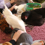 Médiation animale grâce au soutien de la Fondation Adrienne et Pierre Sommer, en partenariat avec la Fluffy Compagnie au sein des unités Adolits et Adosoins du CH La Chartreuse Médiation animale au sein des unités Adolits et Adosoins du CH La Chartreuse