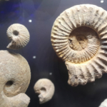 Une sortie pédagogique au Musée Nicéphore Niépce à Chalon-sur-Saône, berceau de la photographie, a permis aux participants d'affiner leur regard.
